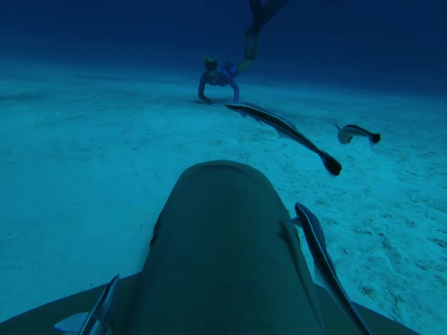 Fish surround a shark resting on the ocean floor
