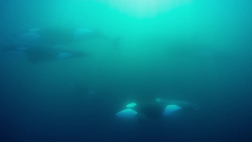 View of sea life swimming in murky water