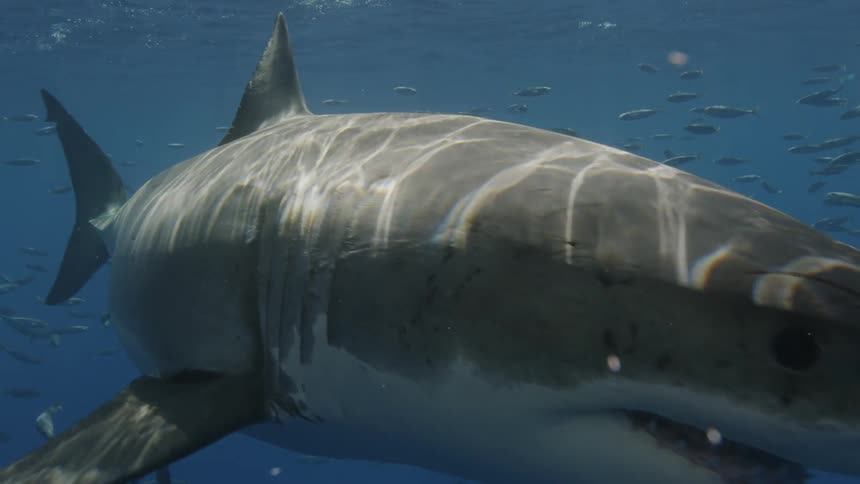 Shark swims in sunny water surrounded by small fish