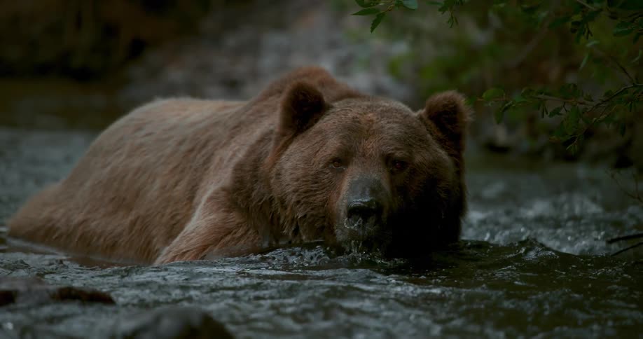 A bear lays in a flowing river
