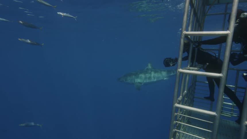 Divers in a cage photograph underwater life