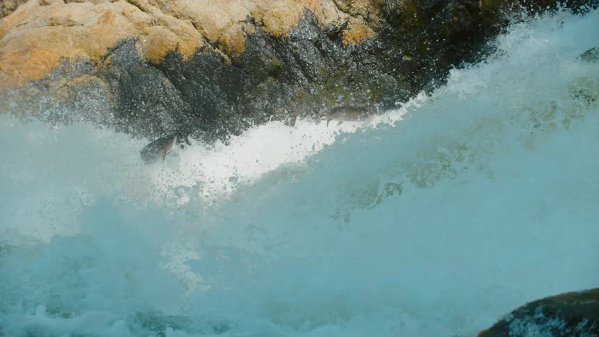 A salmon leaps as it tries to migrate up rapids in a river during the day