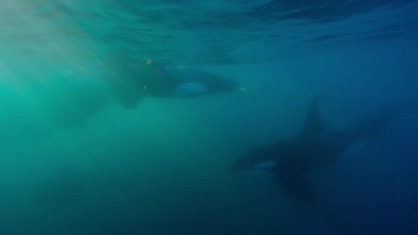Whale swims near the surface on a sunny day