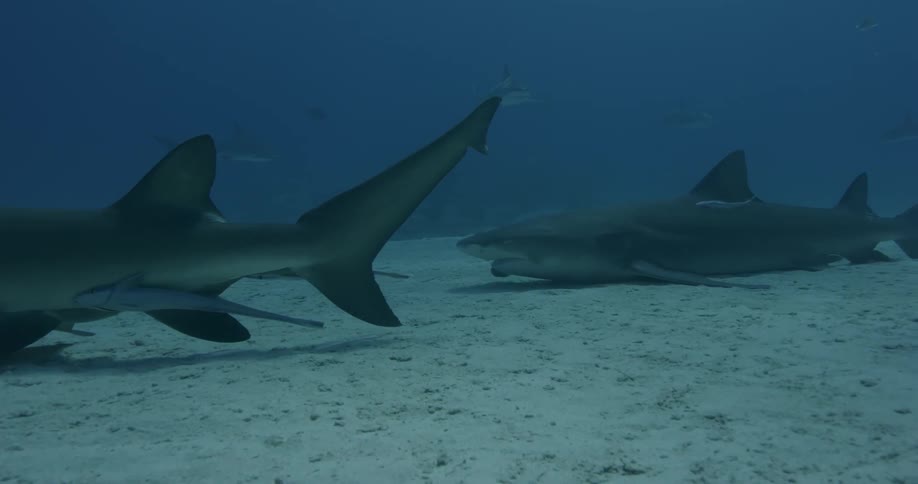 Shark swims on the ocean floor