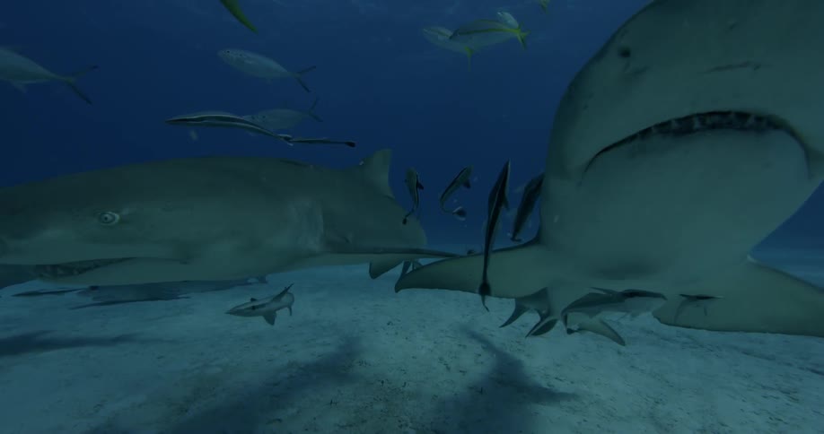Sharks and fish swim near the ocean floor