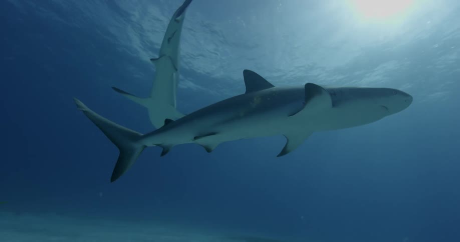 Sharks and fish swim in the ocean