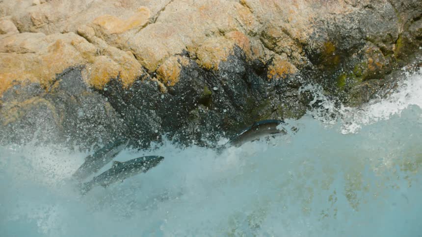 Fish jump up the rushing river water