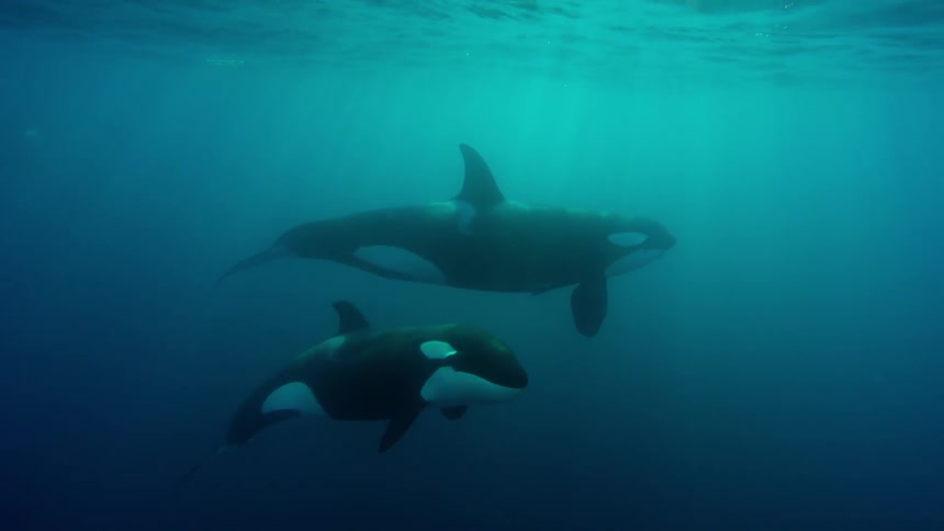 Killer whales swim in the ocean
