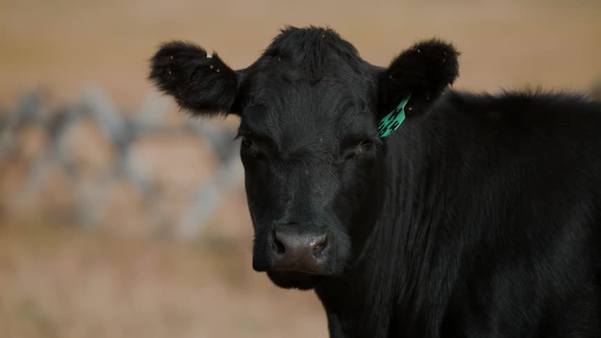 A black cow with a tagged ear looks around