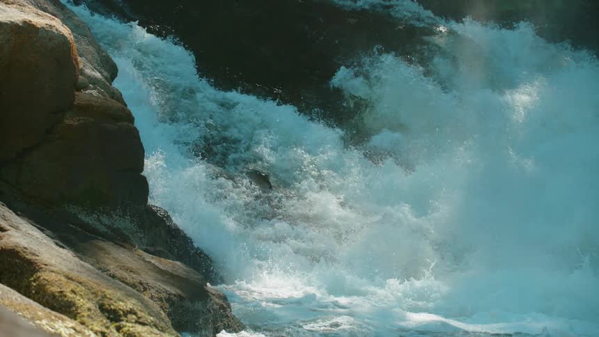 Fish jumps upstream in a quickly flowing river