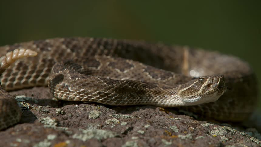 A rattle snake slides its tongue back into mouth