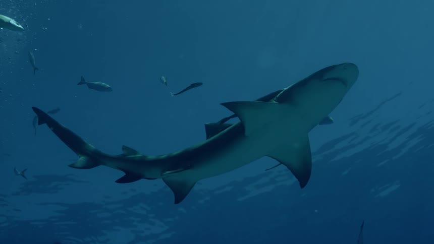 Sharks and fish swim in the ocean