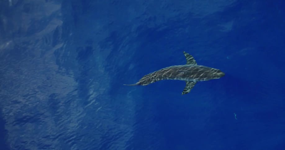A sharks swims in the rippling ocean