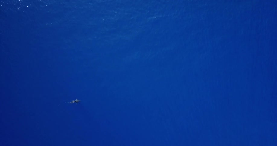 A shark swims in the ocean