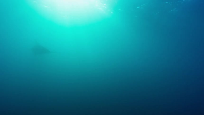 Whale swims in the ocean on a sunny day