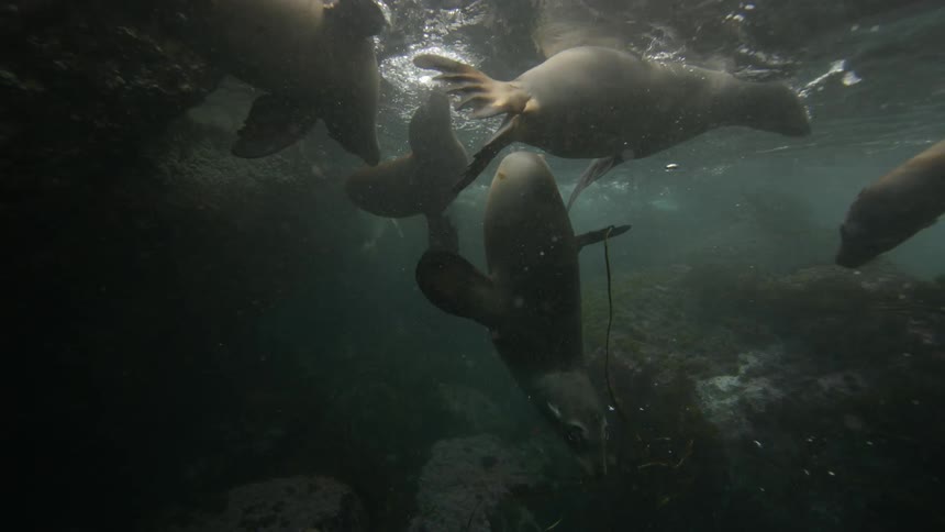 Sea lions swim underwater