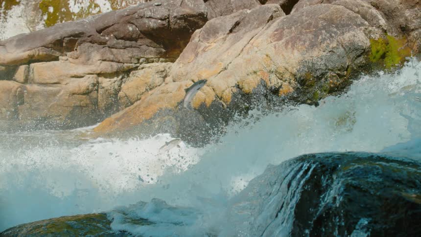 Fish jump upstream in a gushing river