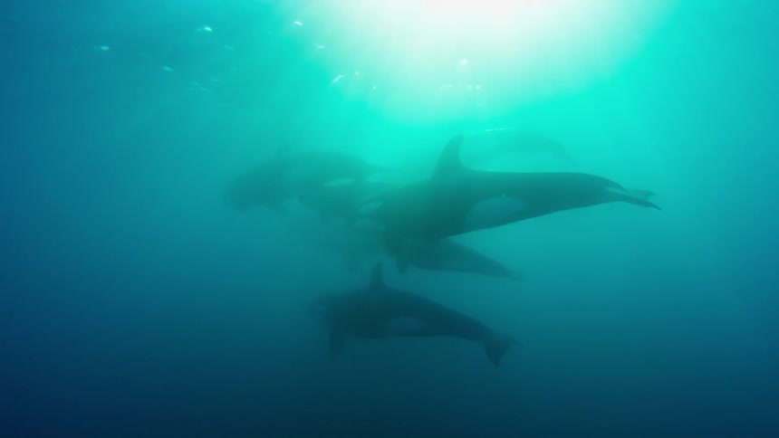 Killer whales swim near the ocean surface