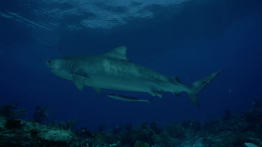 A shark swims near the ocean floor