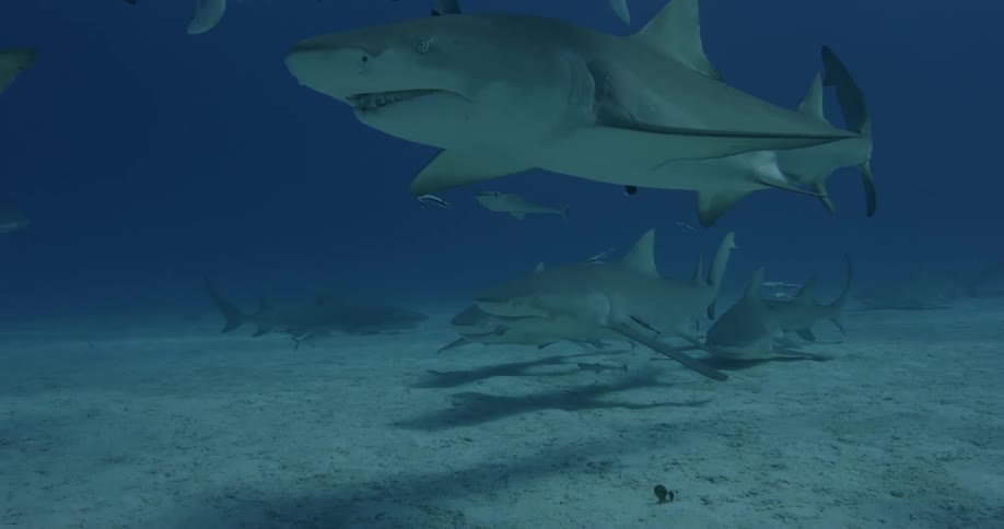 Sharks swim near the ocean floor