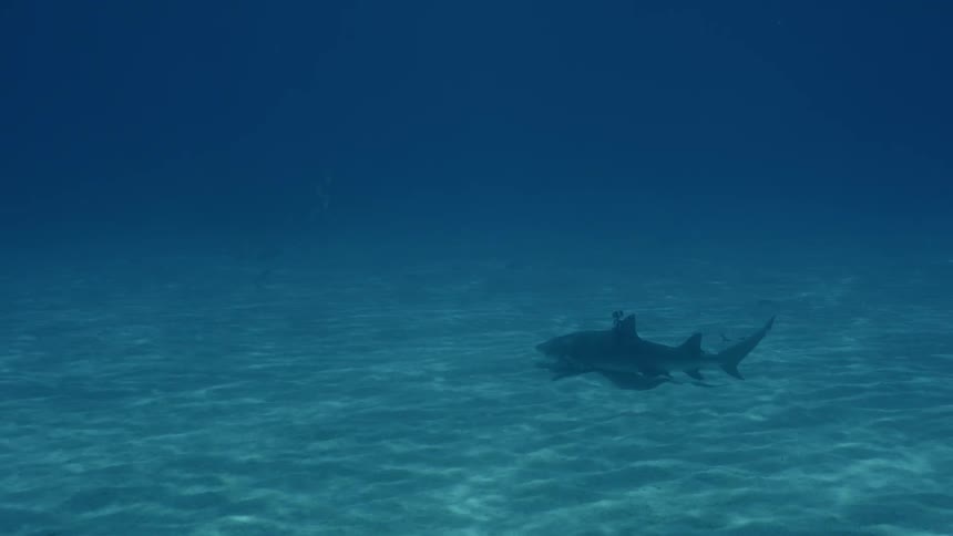 A shark swims near the ocean floor