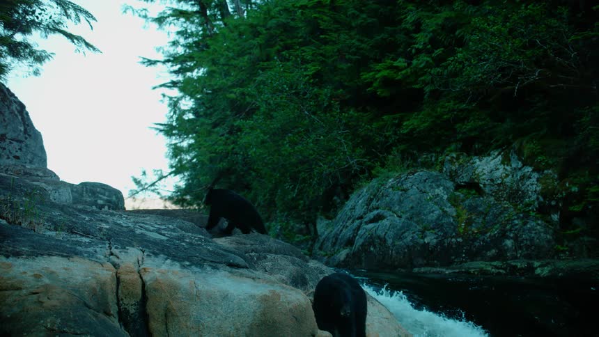 Bears stand near a gushing river