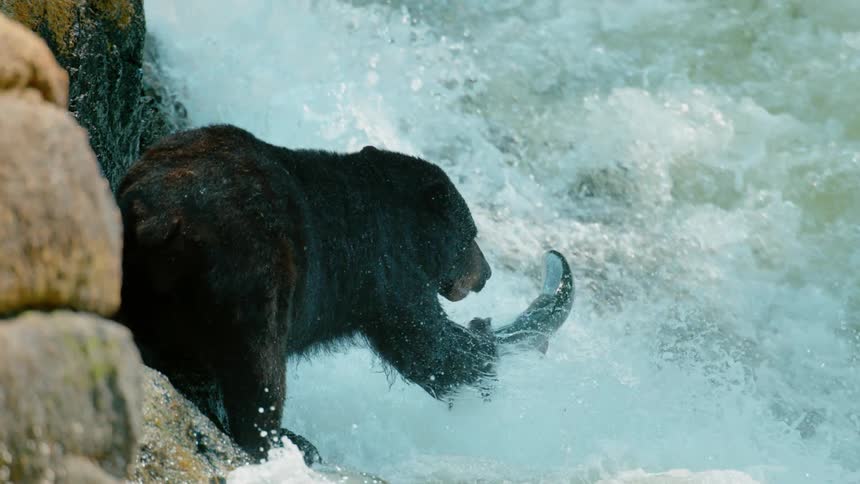 A bear swipes at a fish jumping in a river