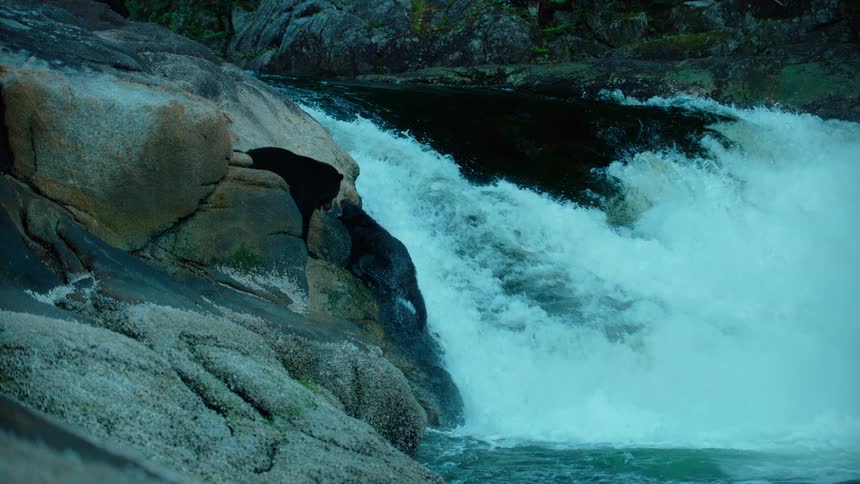 Two bears hunt at the edge of a river