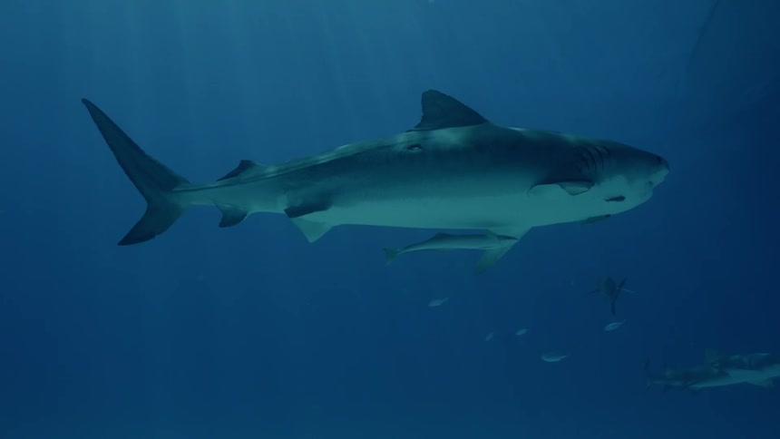 Sharks and fish swim in the ocean