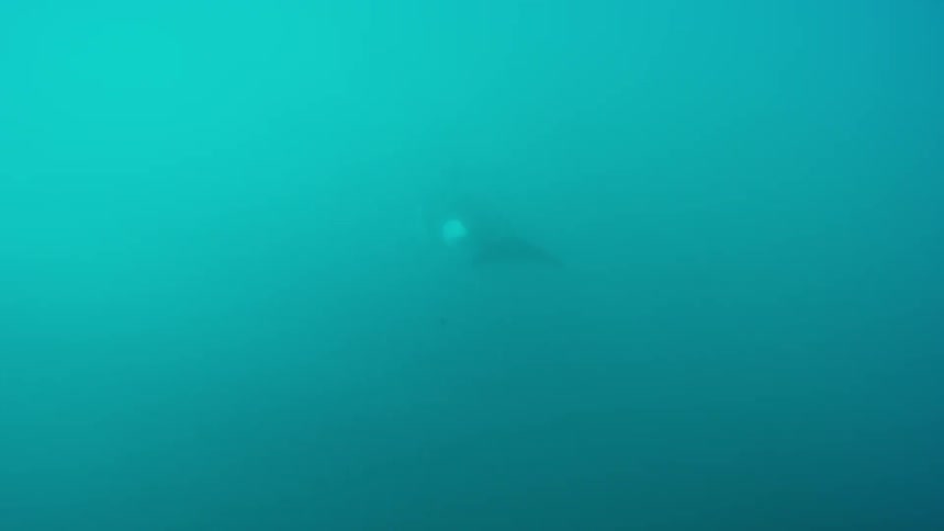 Whale swims in murky looking water