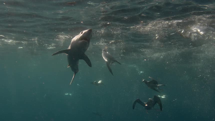 A shark and sea birds are hunting bait near the ocean's surface