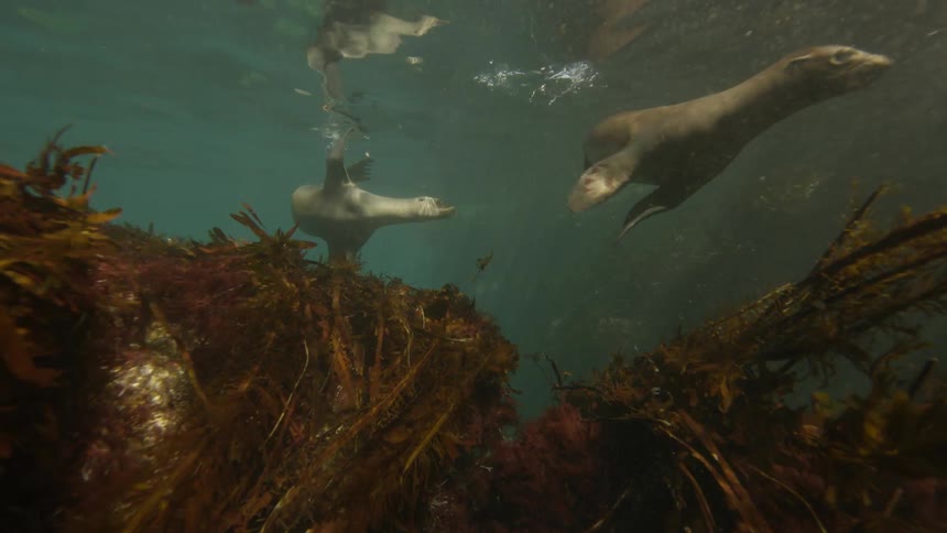 Two seals swim and play in the ocean
