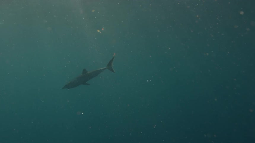 A shark swims in the sun's light under the ocean