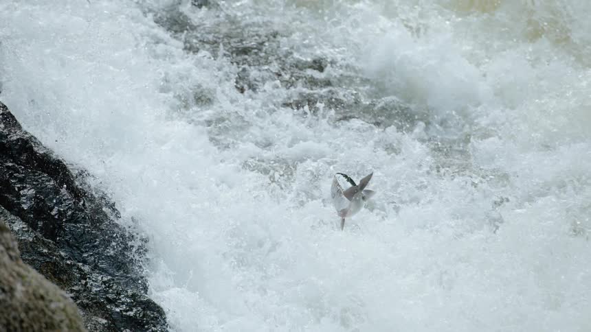 Water splashing in the river as a fish jumps upstream