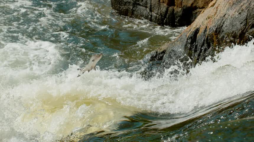 A fish jumping upstream in rapid water