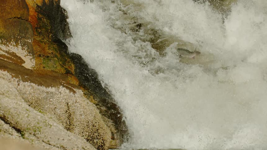 A fish jumps upstream in a gushing river