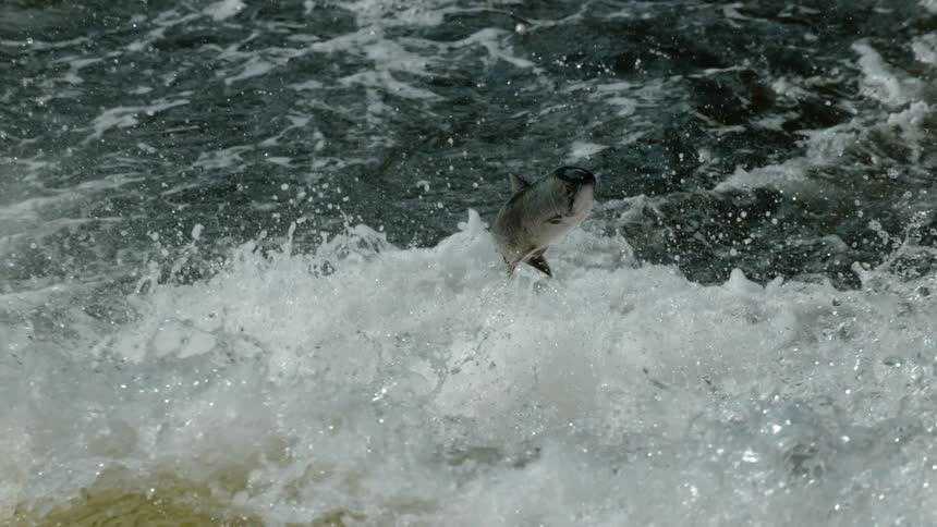 A salmon leaps up out of the rapids in a river