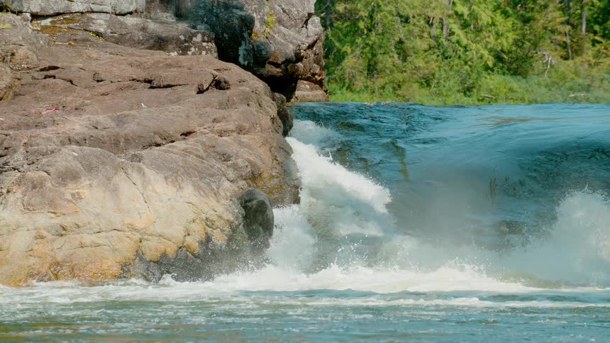 A salmon leaps as it tries to migrate up rapids in a river during the day