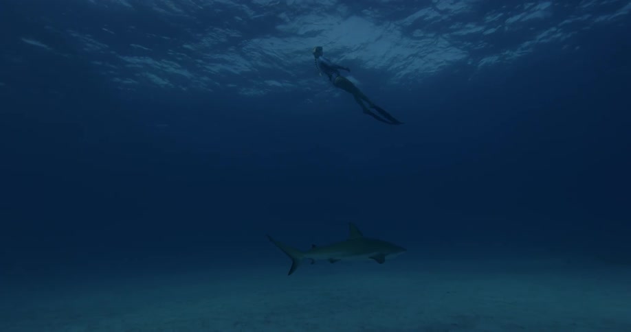 A diver swims near a shark in the ocean
