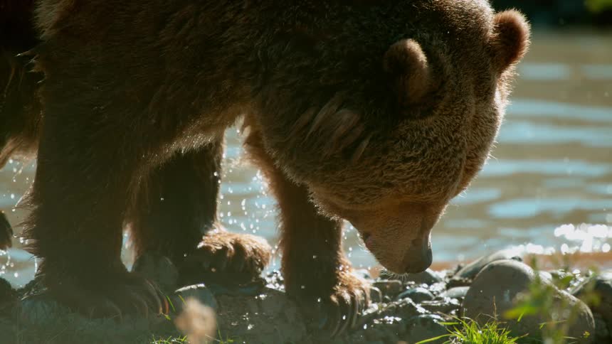 A wet bear stands on a river bank in the sunshine