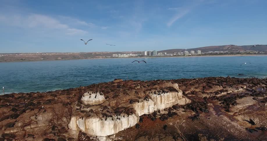 Seagulls fly over a rocky island