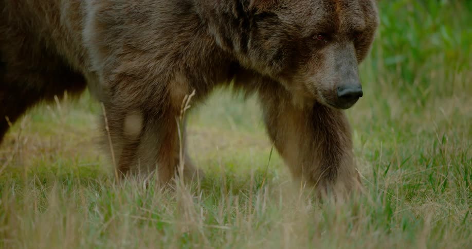 A bear walks in a grassy field