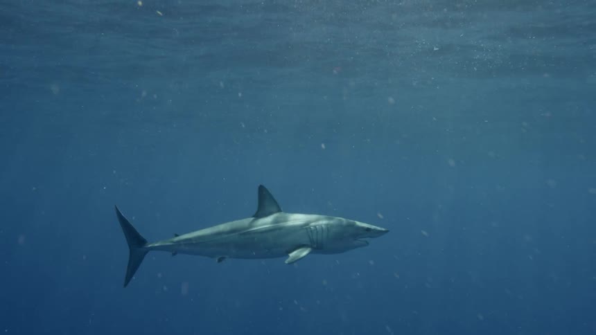 Shark swims in the ocean on a sunny day