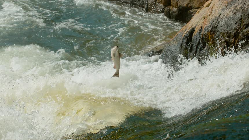 Fish jumps upstream in a quickly flowing river