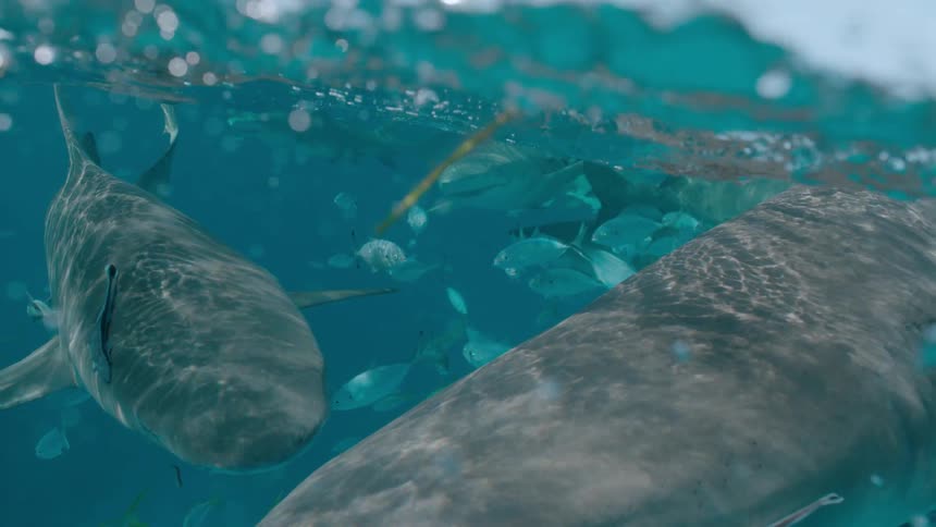 Sharks and fish are swimming just below the surface of the ocean