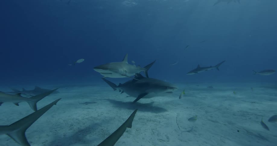 Sharks swimming near the ocean floor surrounded by smaller fish