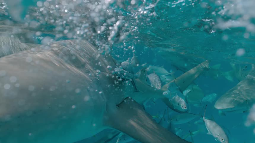 Sharks and fish swim at the surface of the ocean