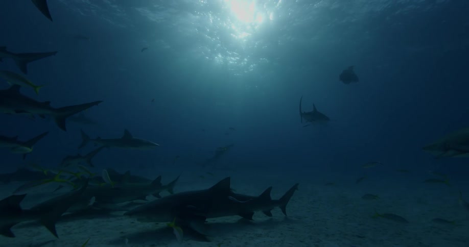 Sharks swim near the ocean floor