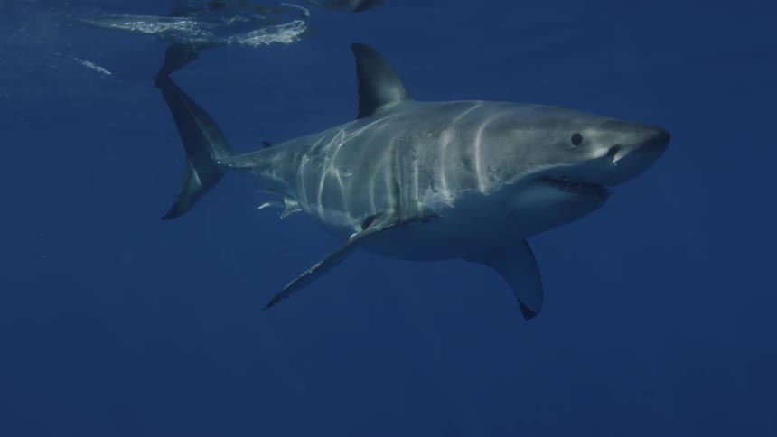 Shark swims in water on a sunny day
