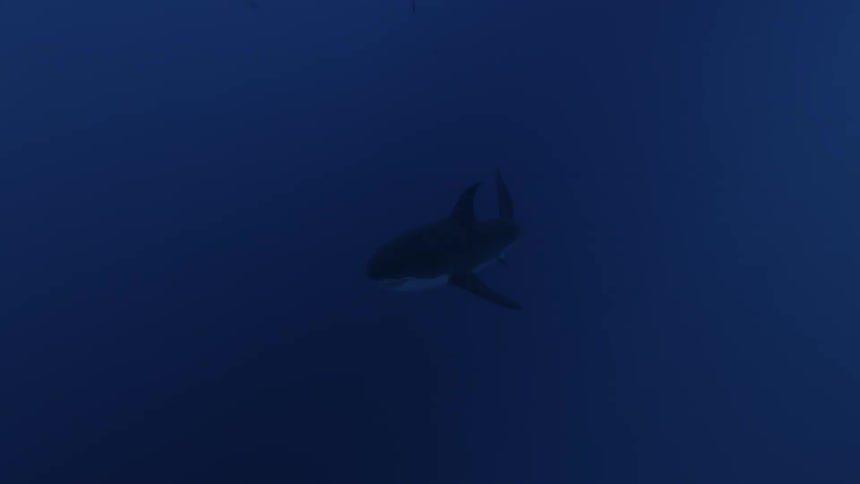 A great white shark swims in the ocean
